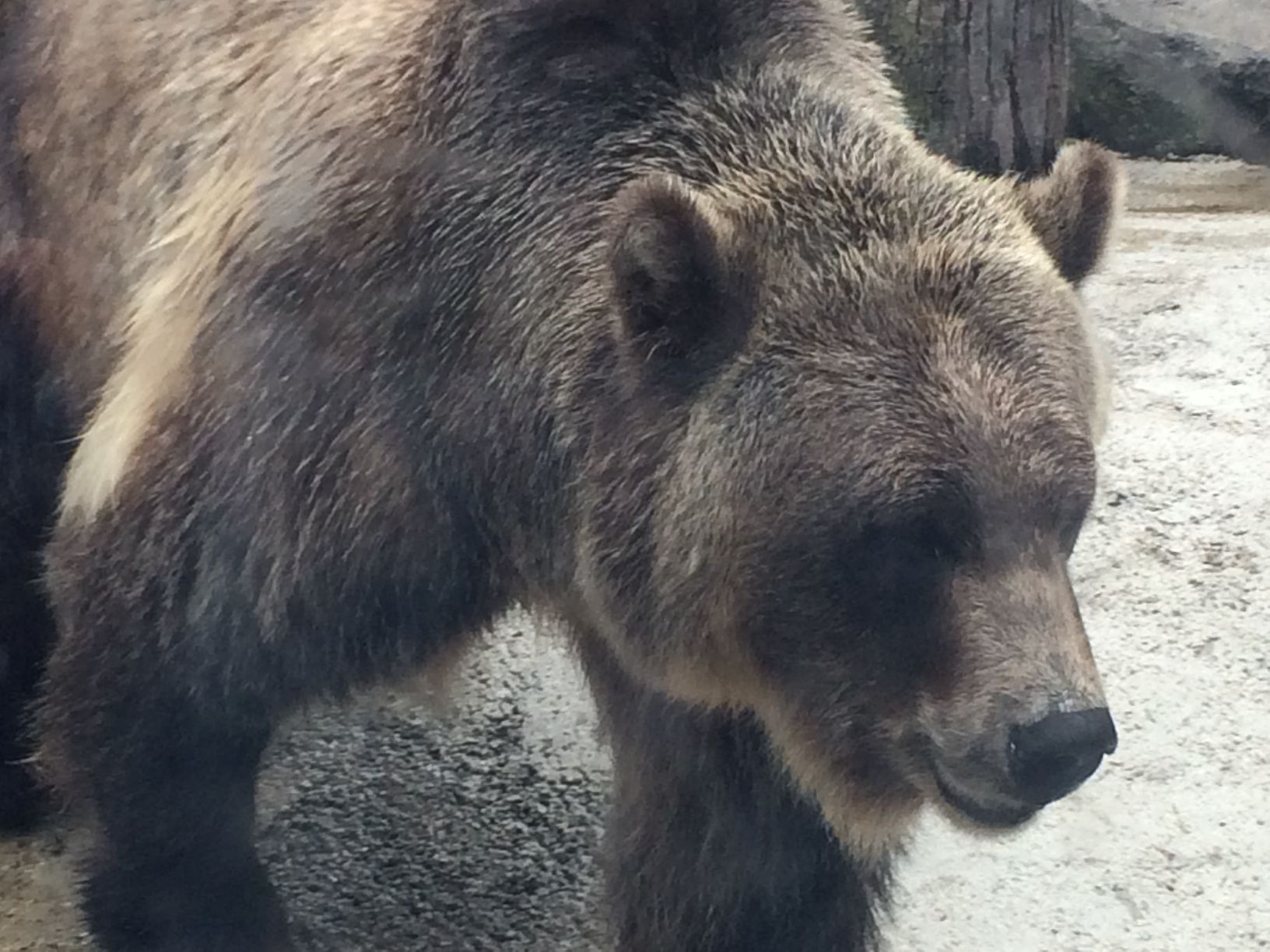 Washington Park Zoo